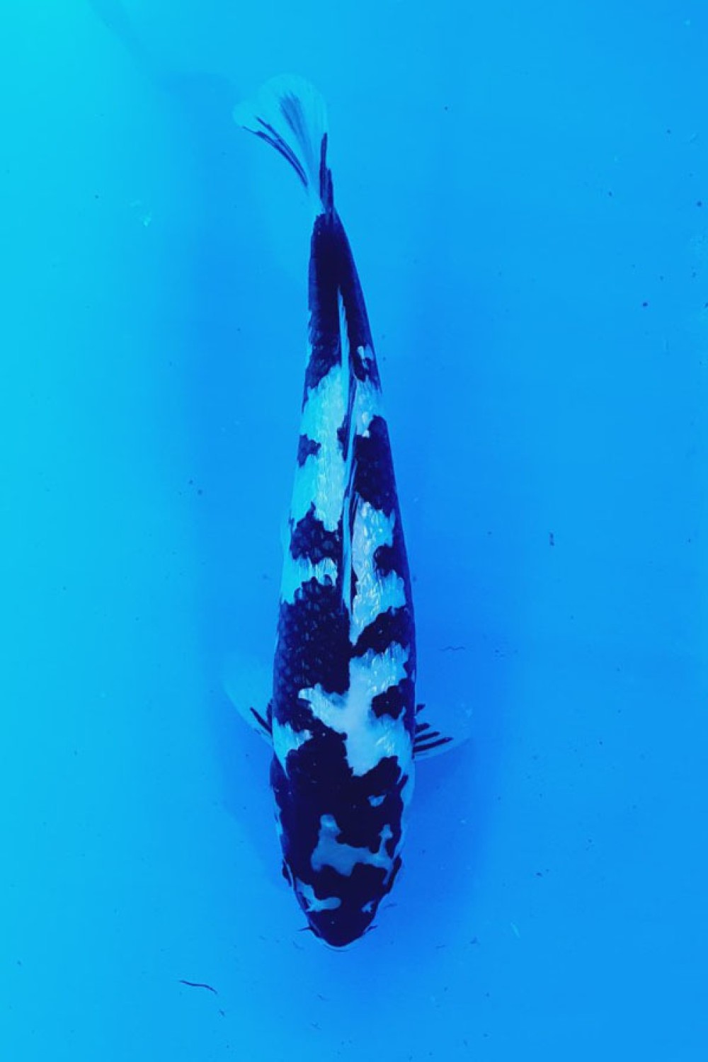 Juara 5