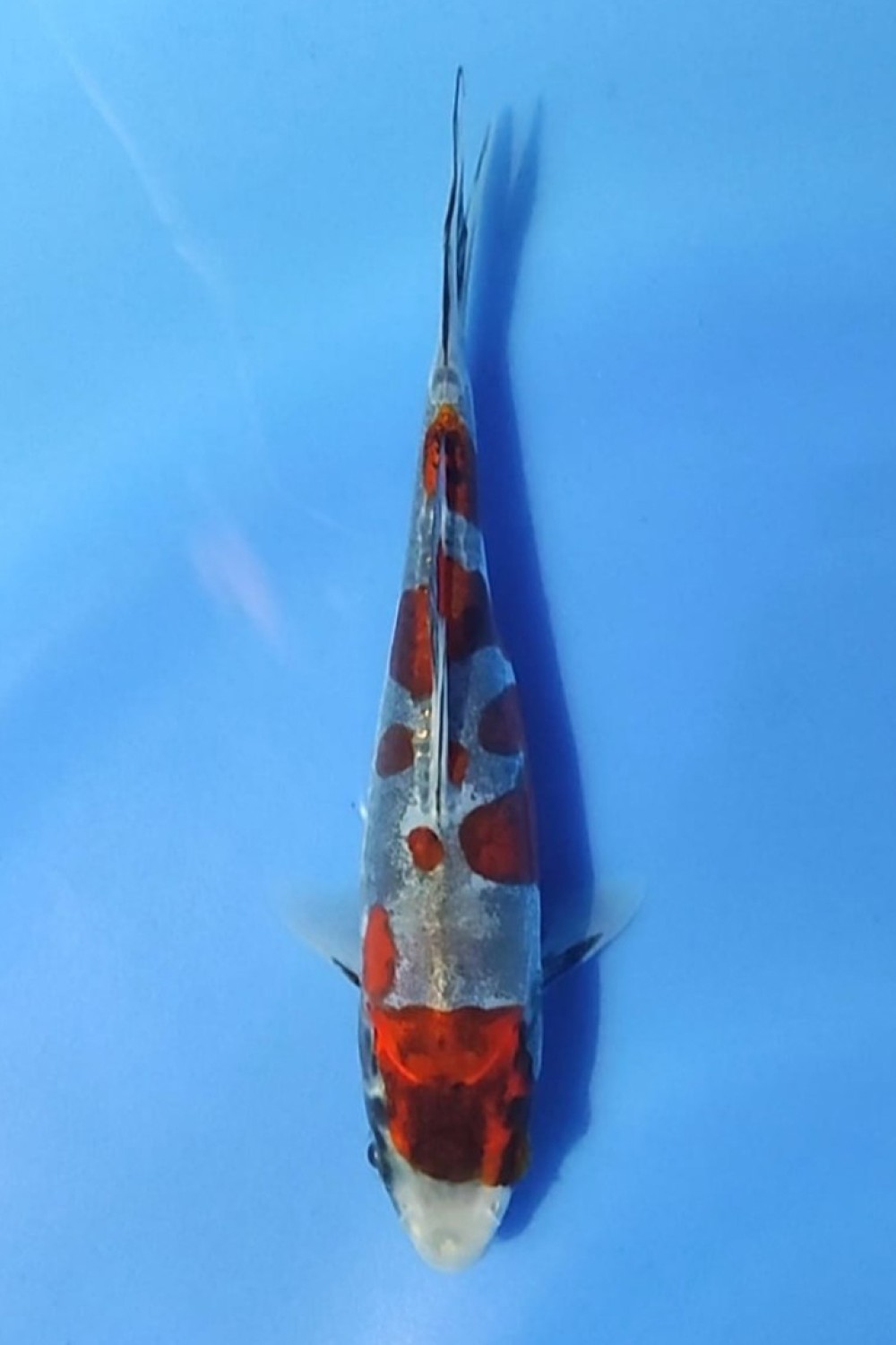 Juara 2