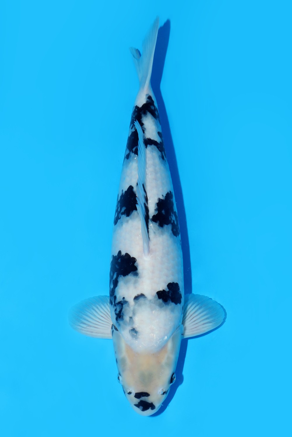 Juara 1