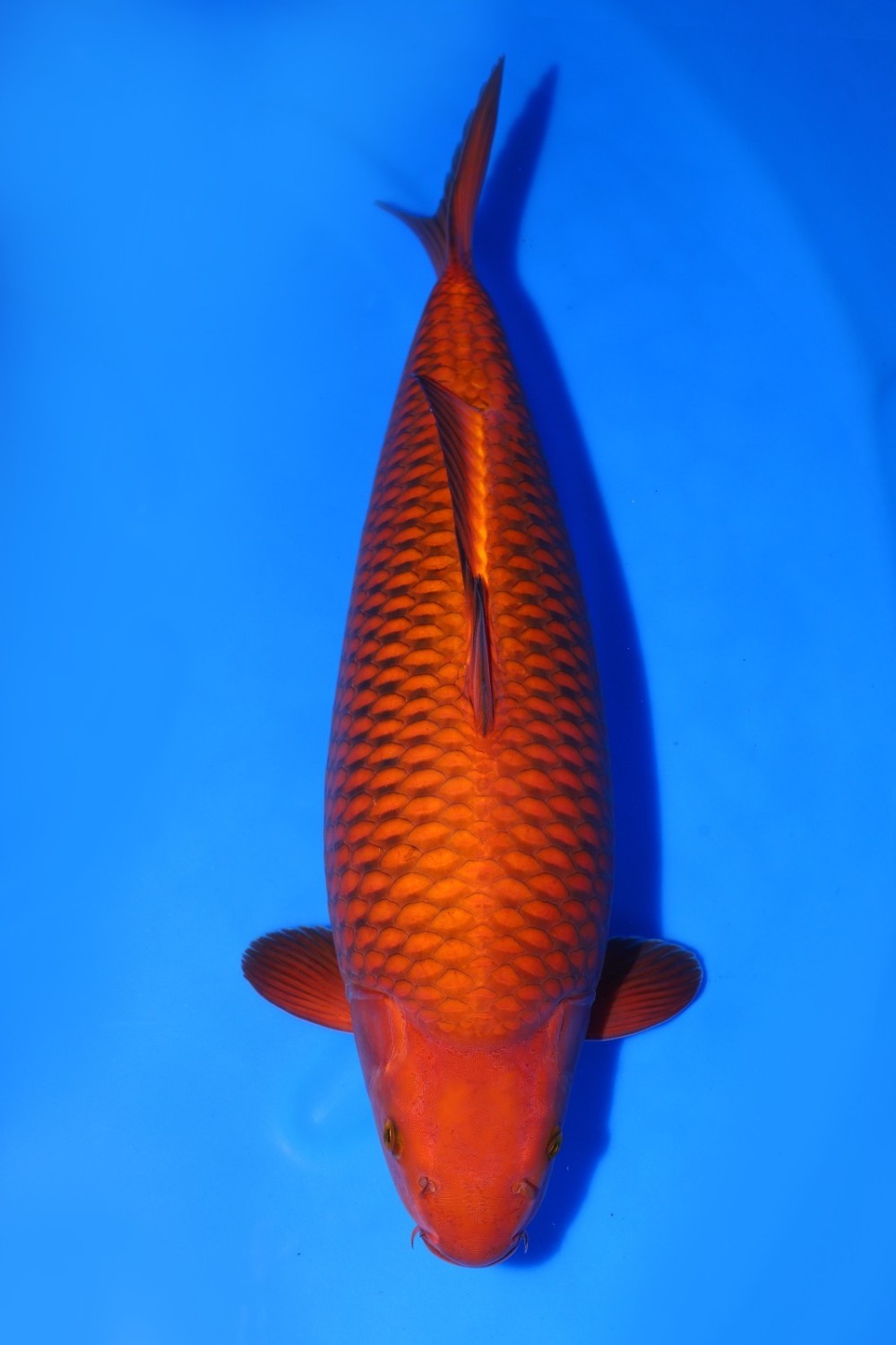 Juara 4