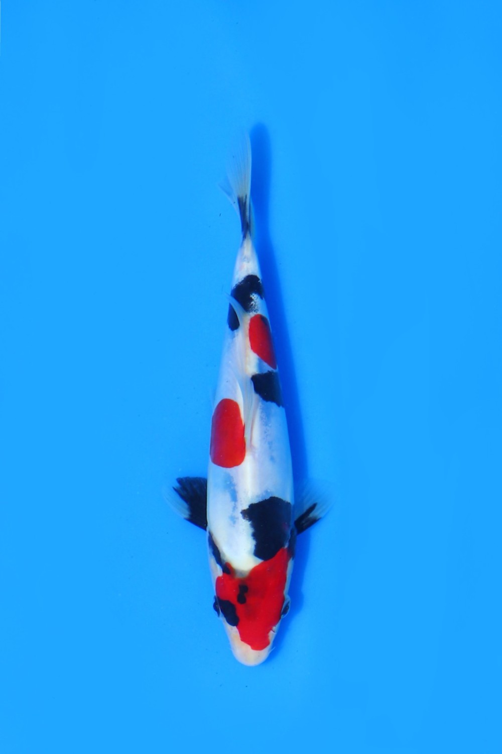 Juara 1