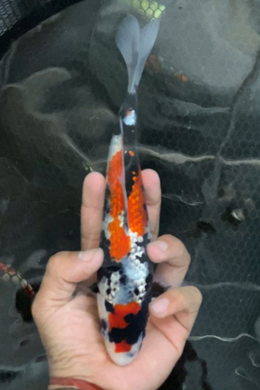 Juara 1