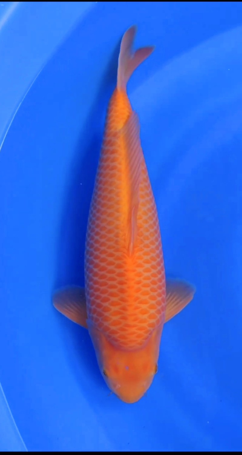 Juara 3