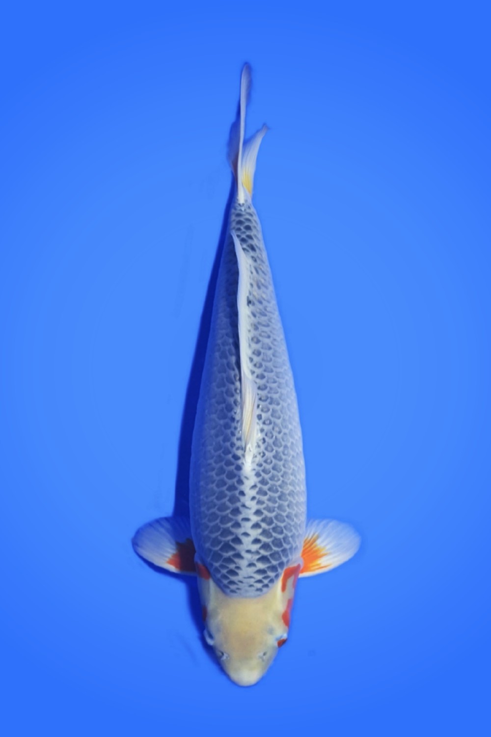 Juara 1