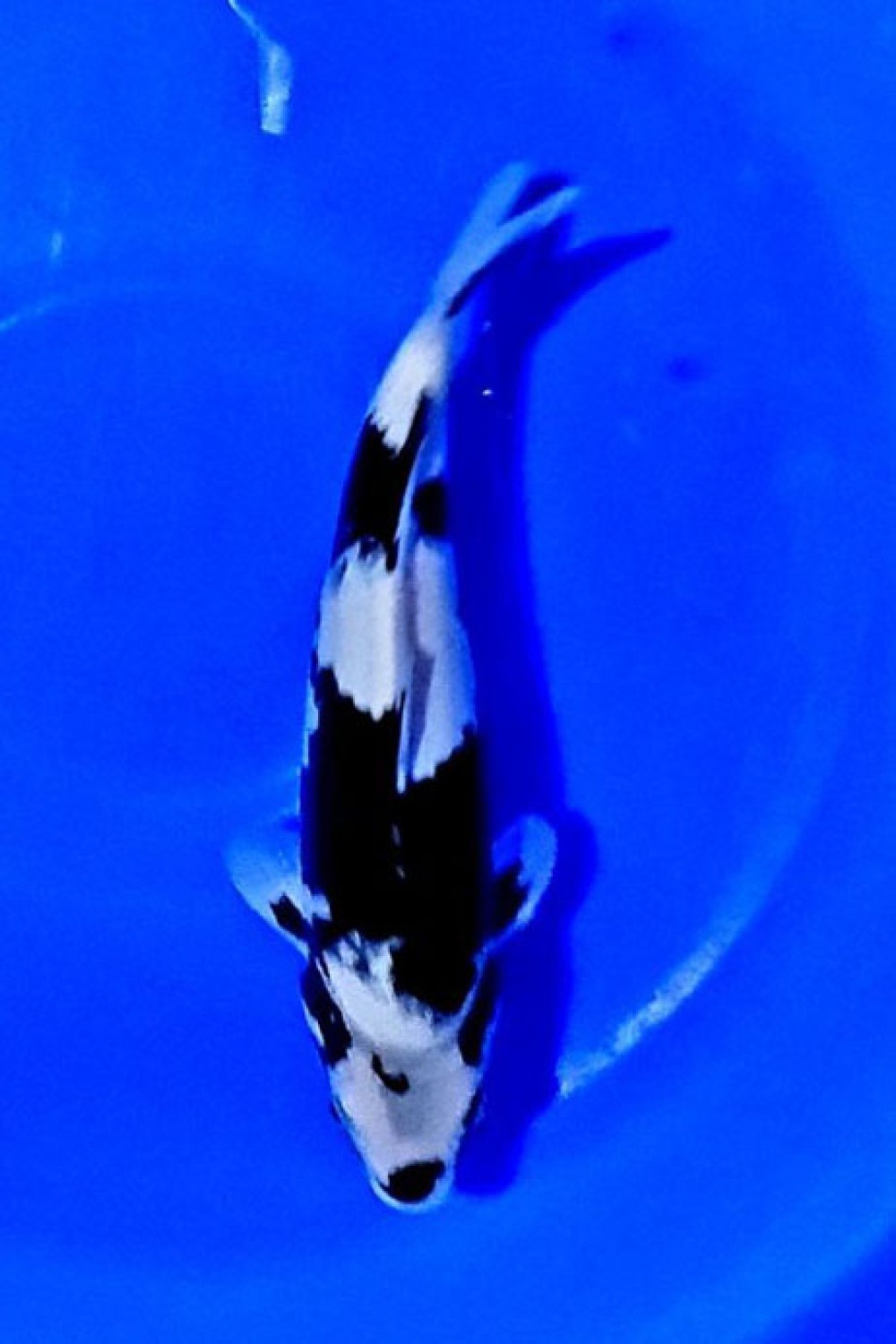 Juara 1