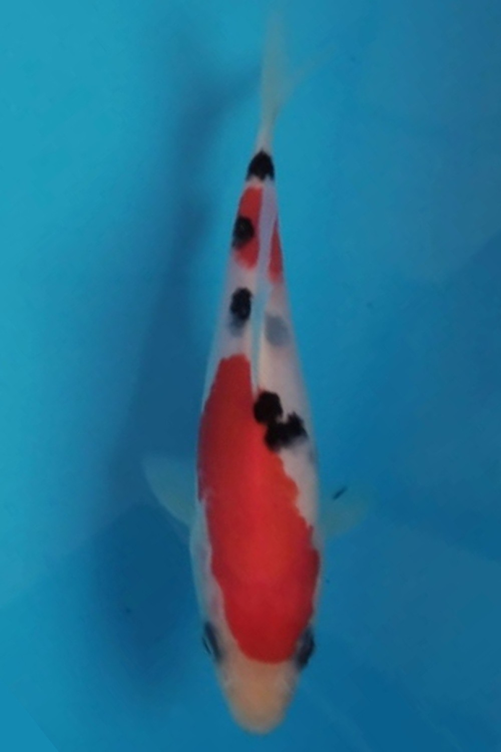 Juara 1