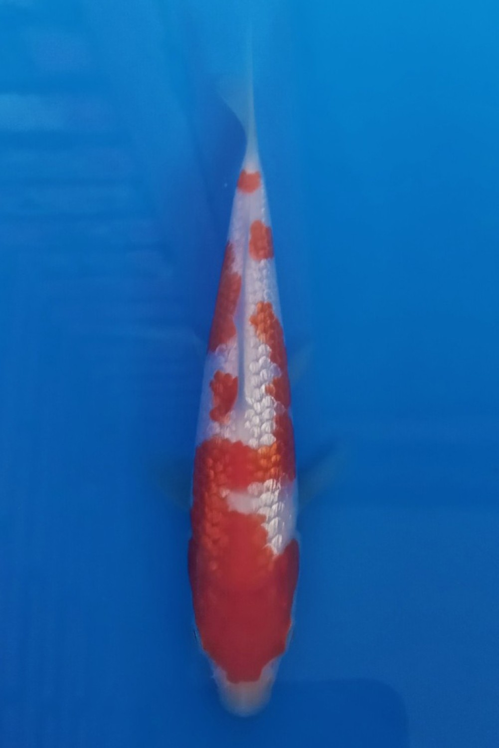 Best In Size B Up To 12 cm