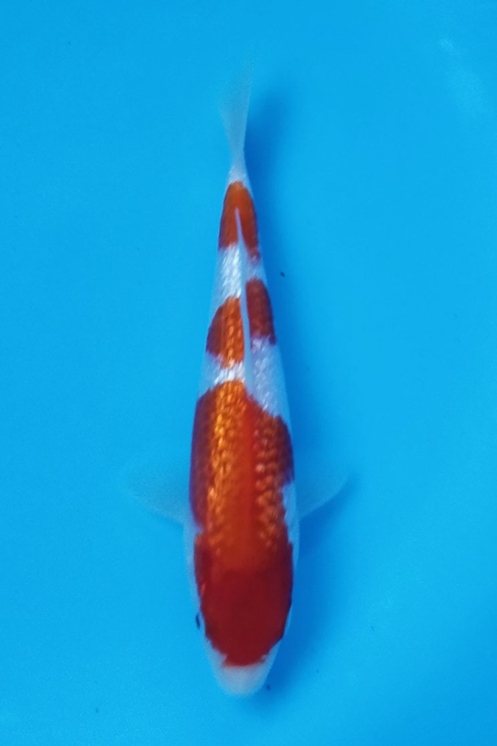 Juara 4