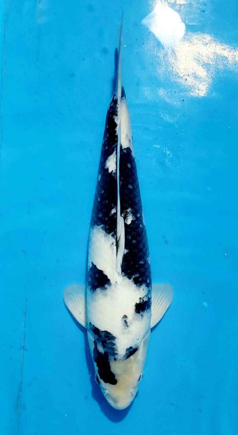 Juara 3