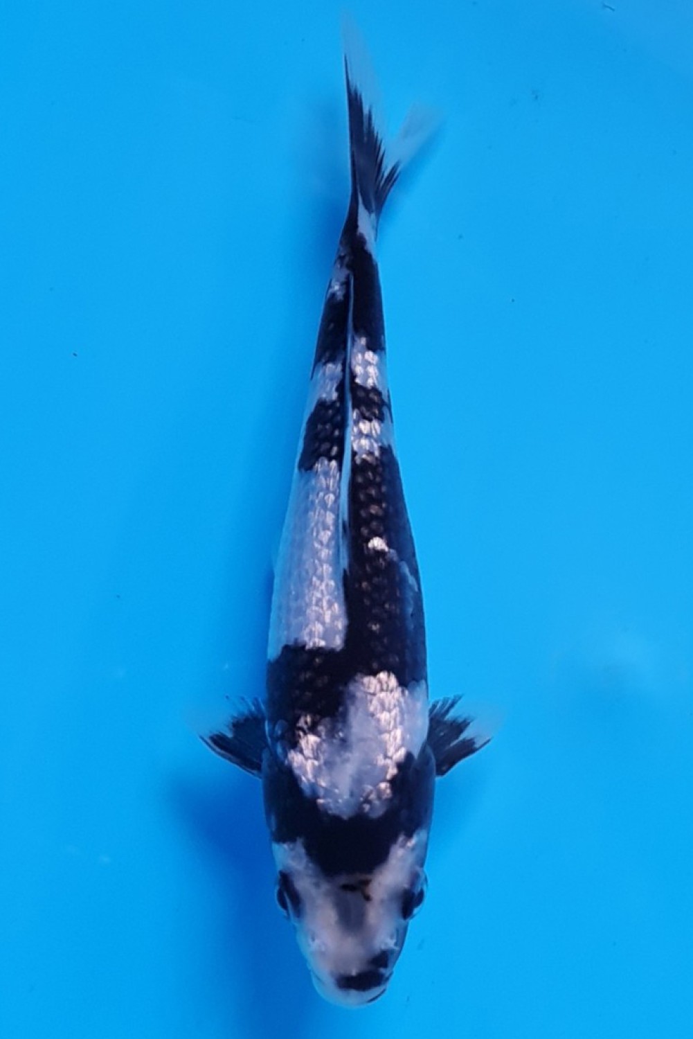 Juara 2