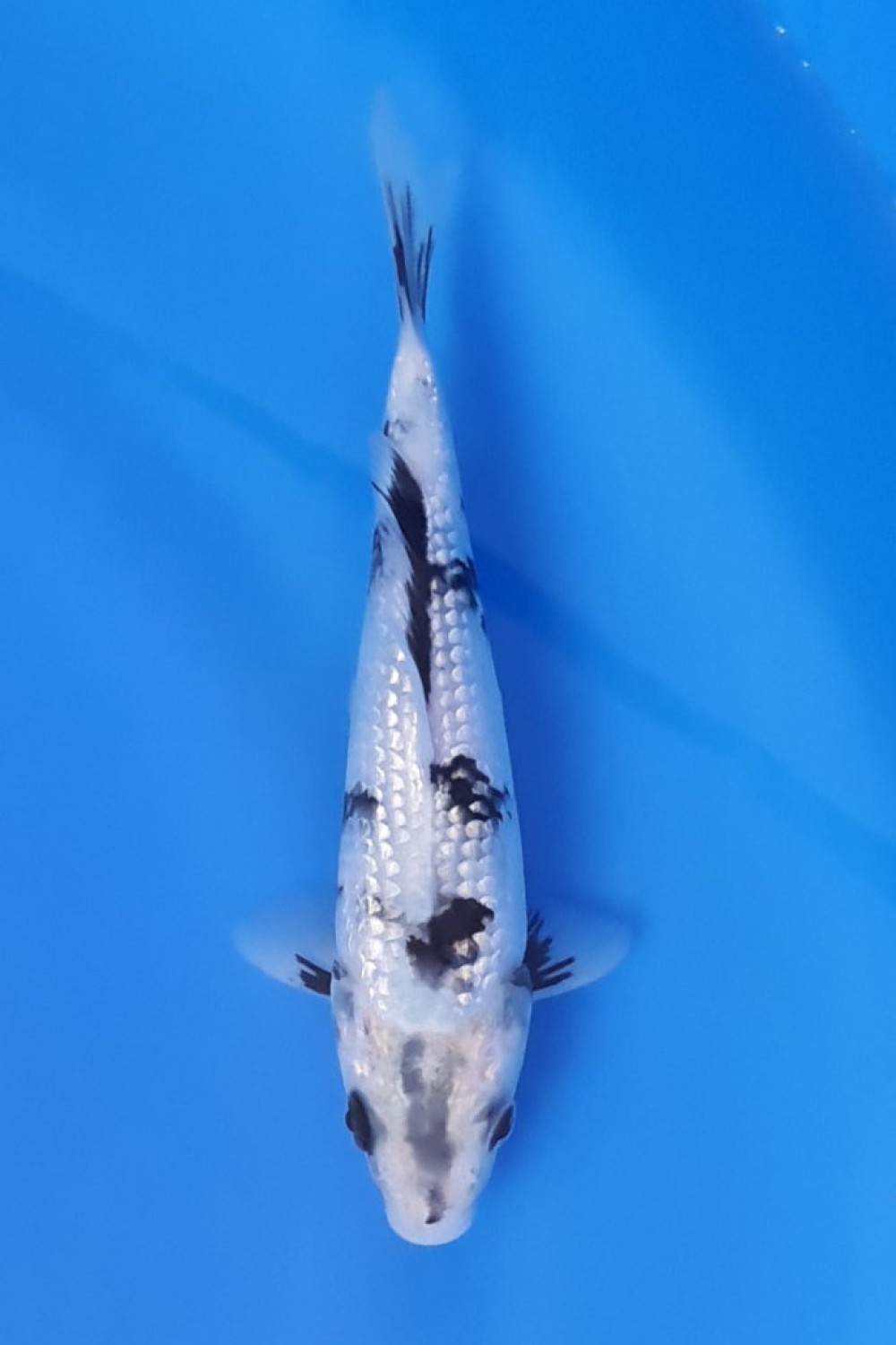 Best In Size F 16 - 20 cm