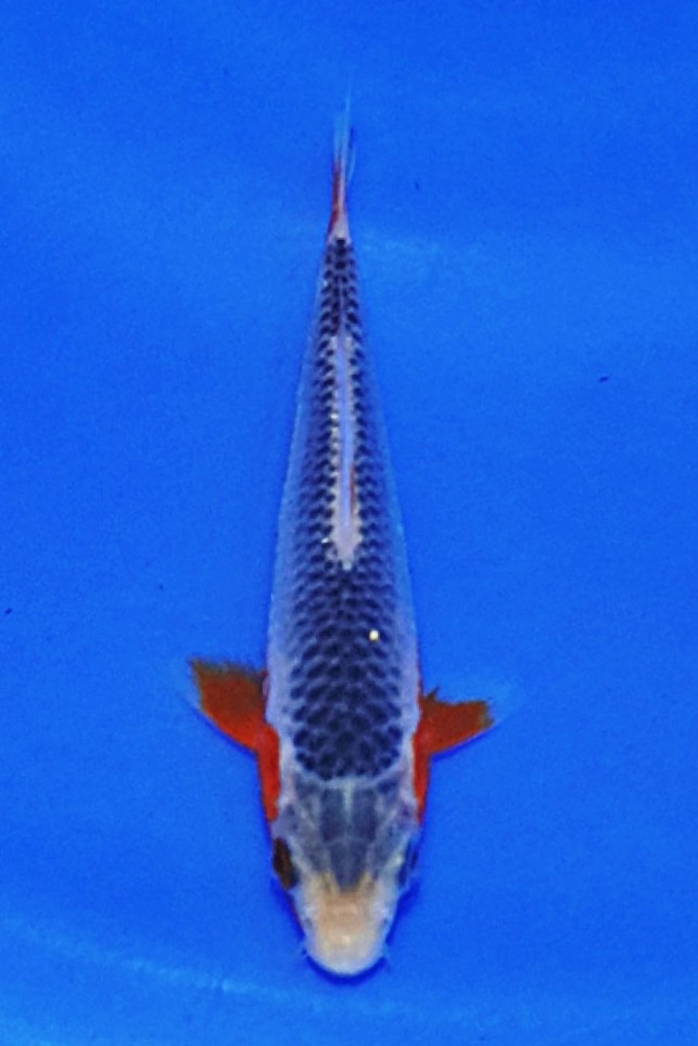 Juara 1