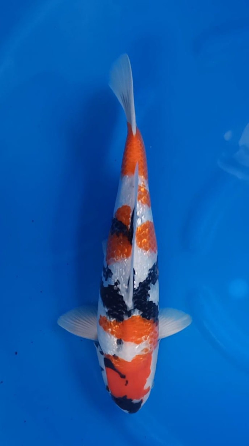 Juara 1