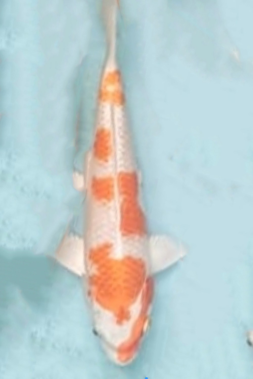 Juara 2