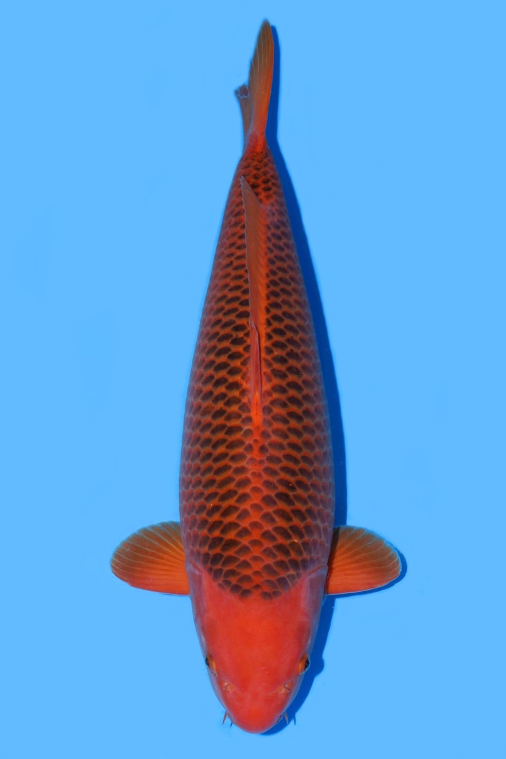 Juara 2
