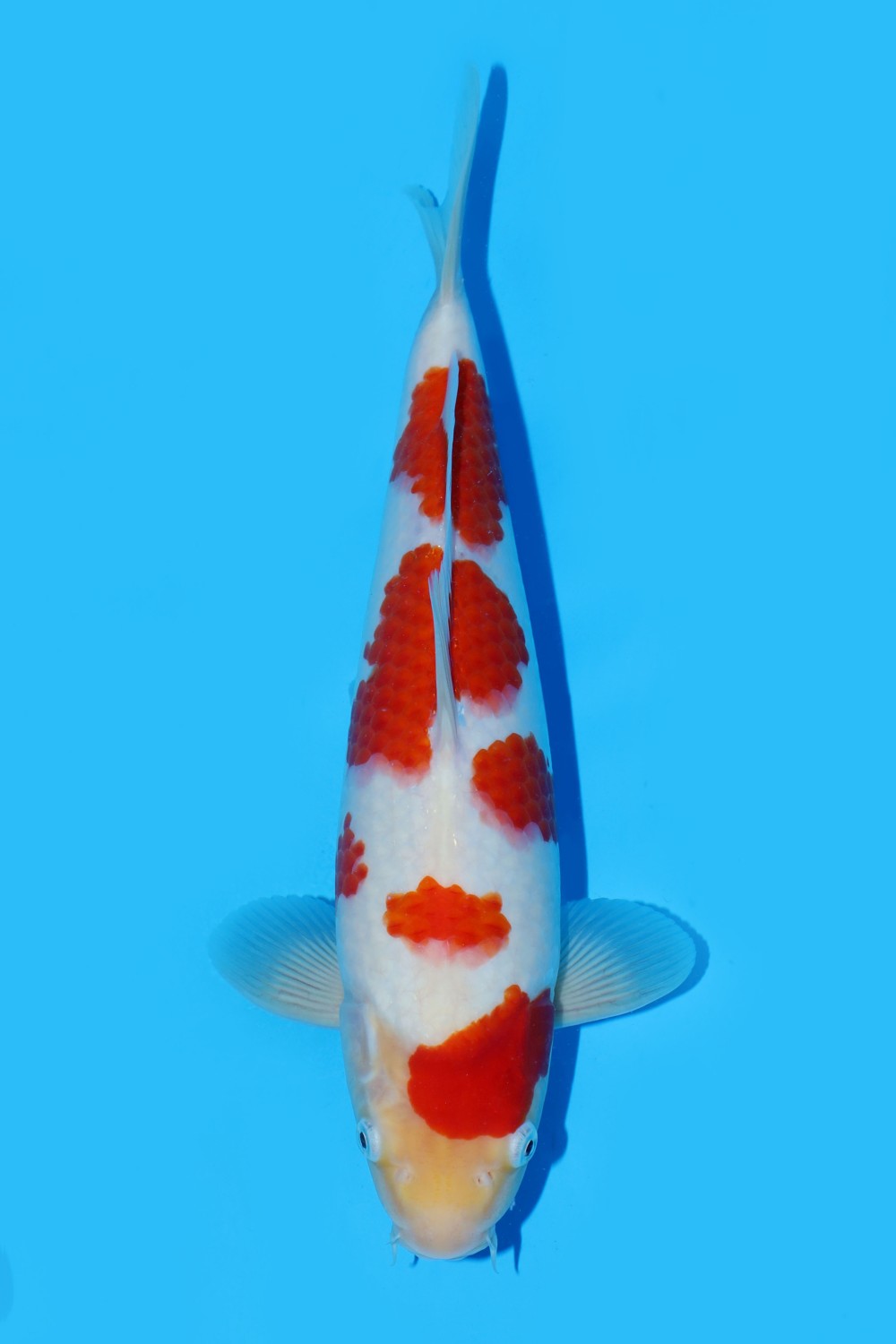 Juara 1