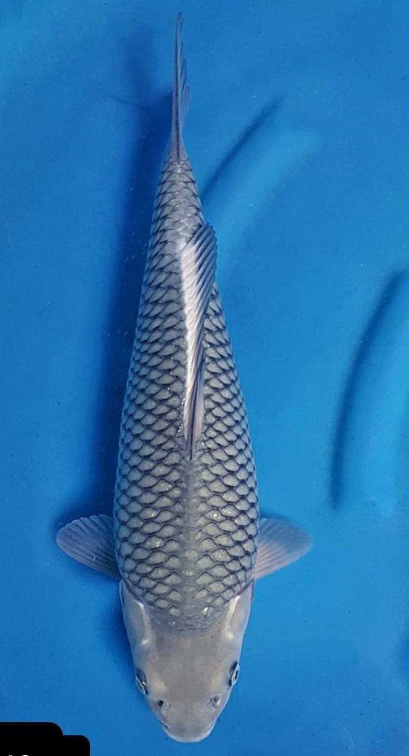 Juara 3