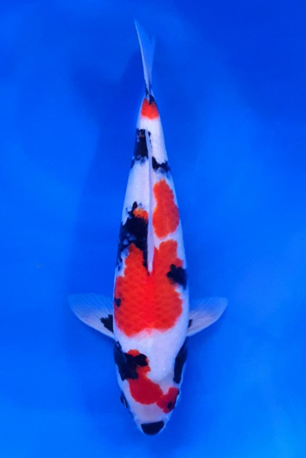 Juara 3