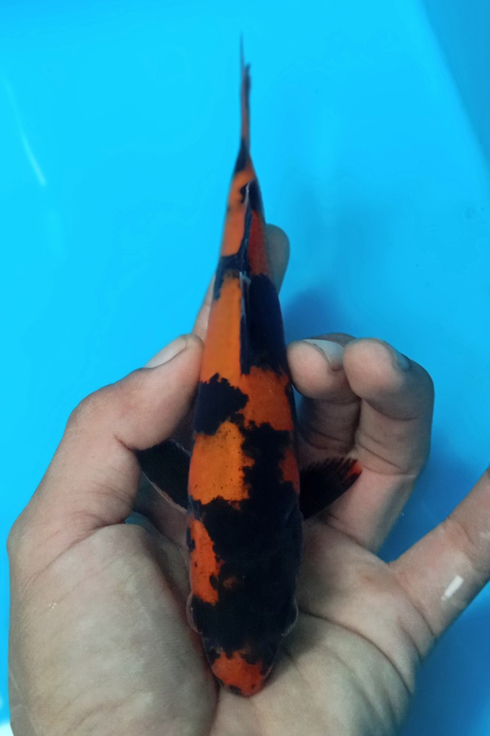Juara 4