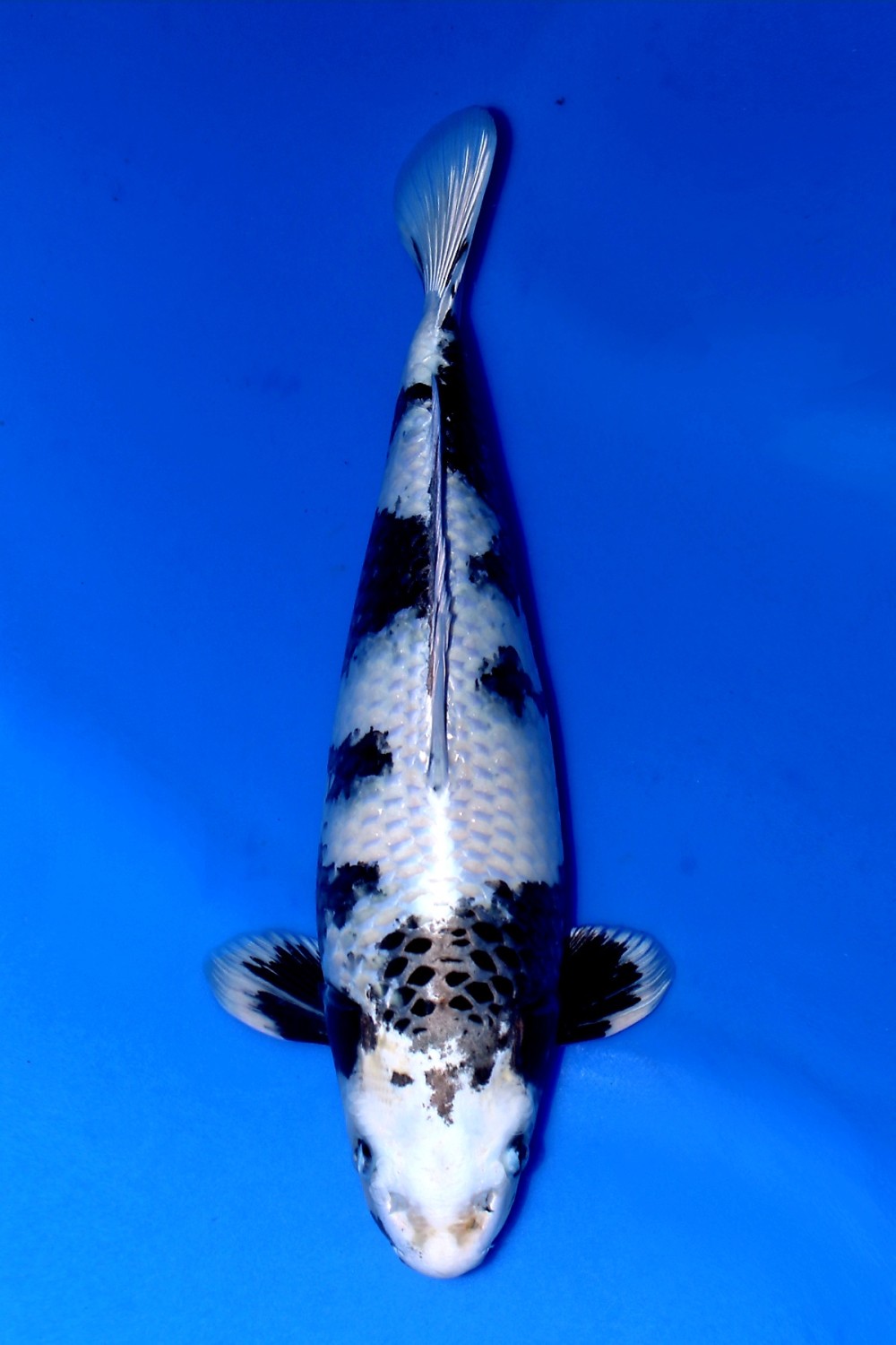 Juara 1