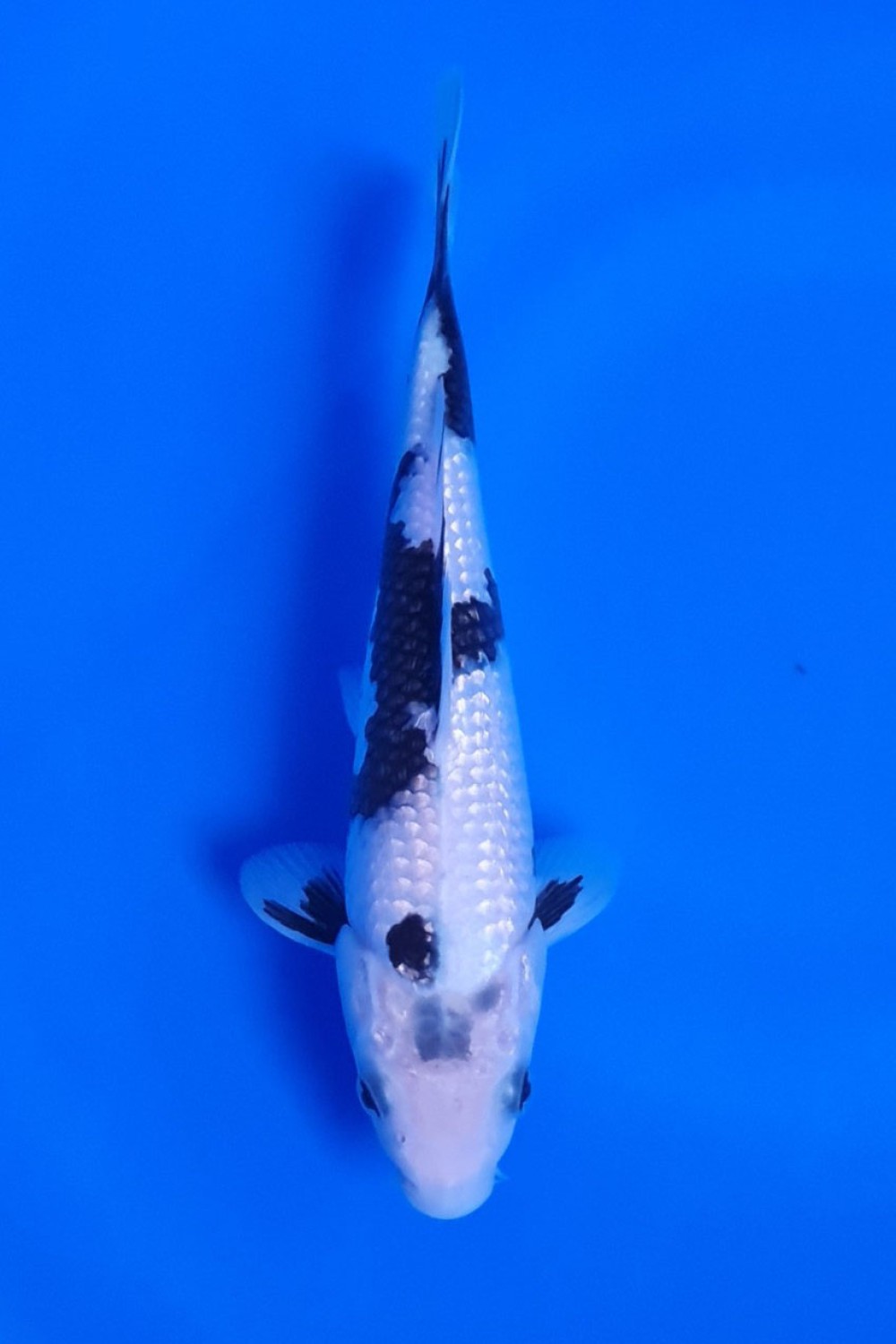 Juara 1