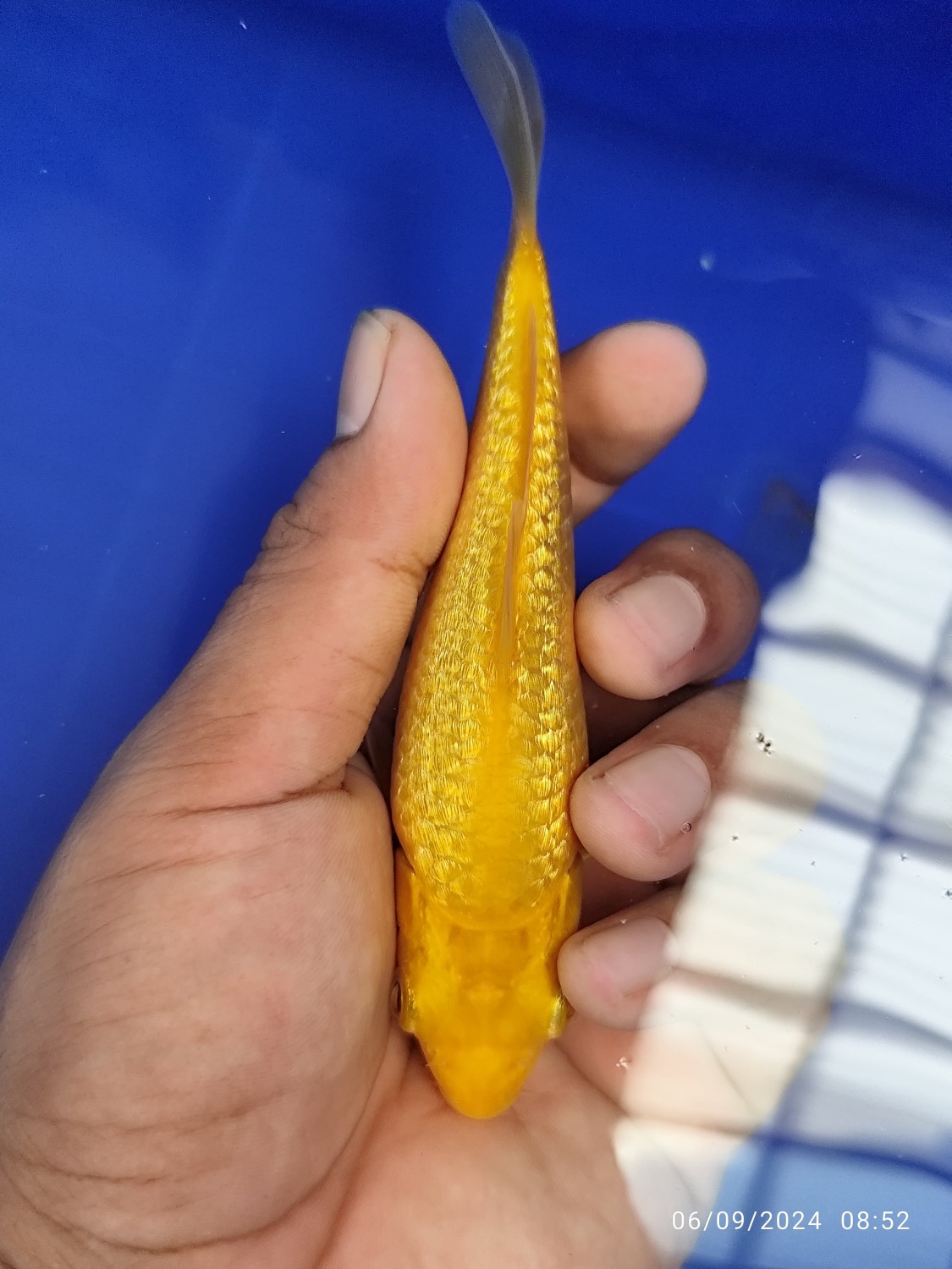 Juara 5