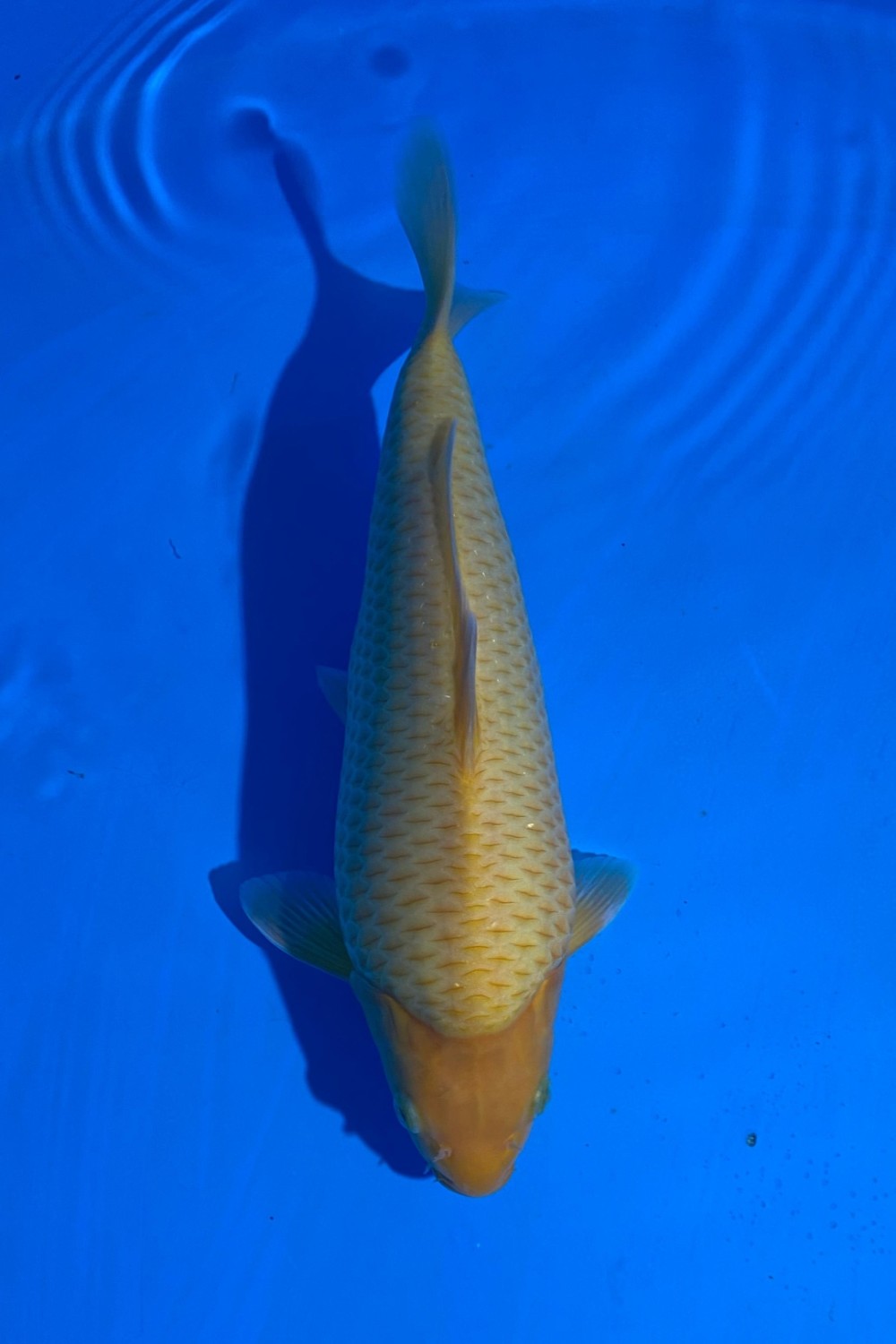 Juara 3