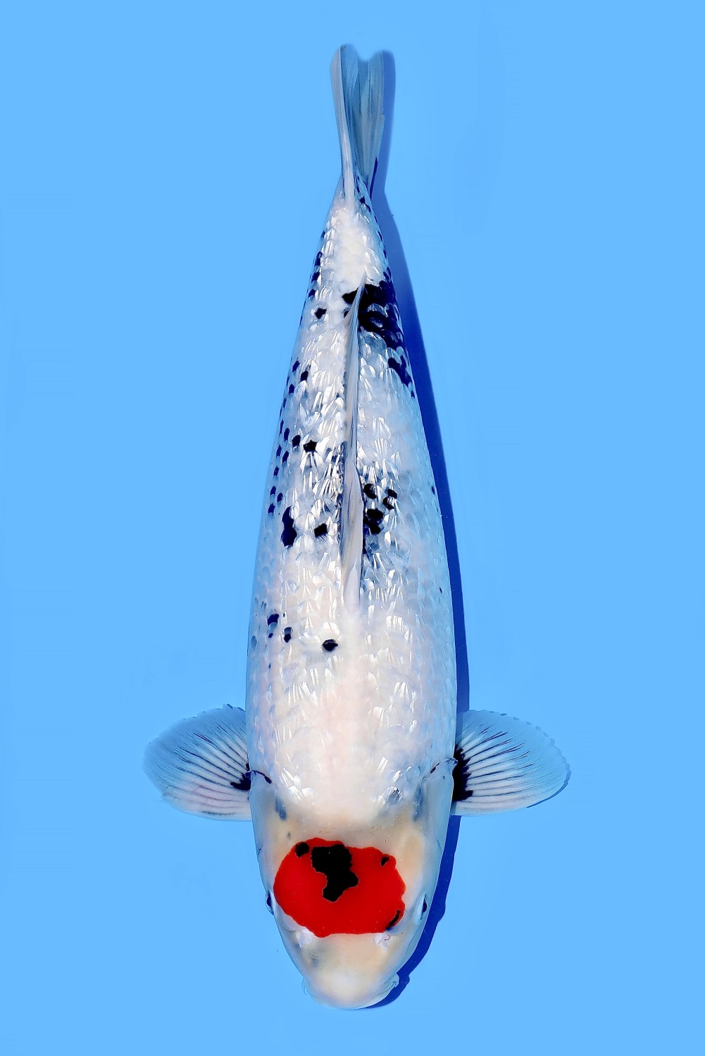 Juara 2