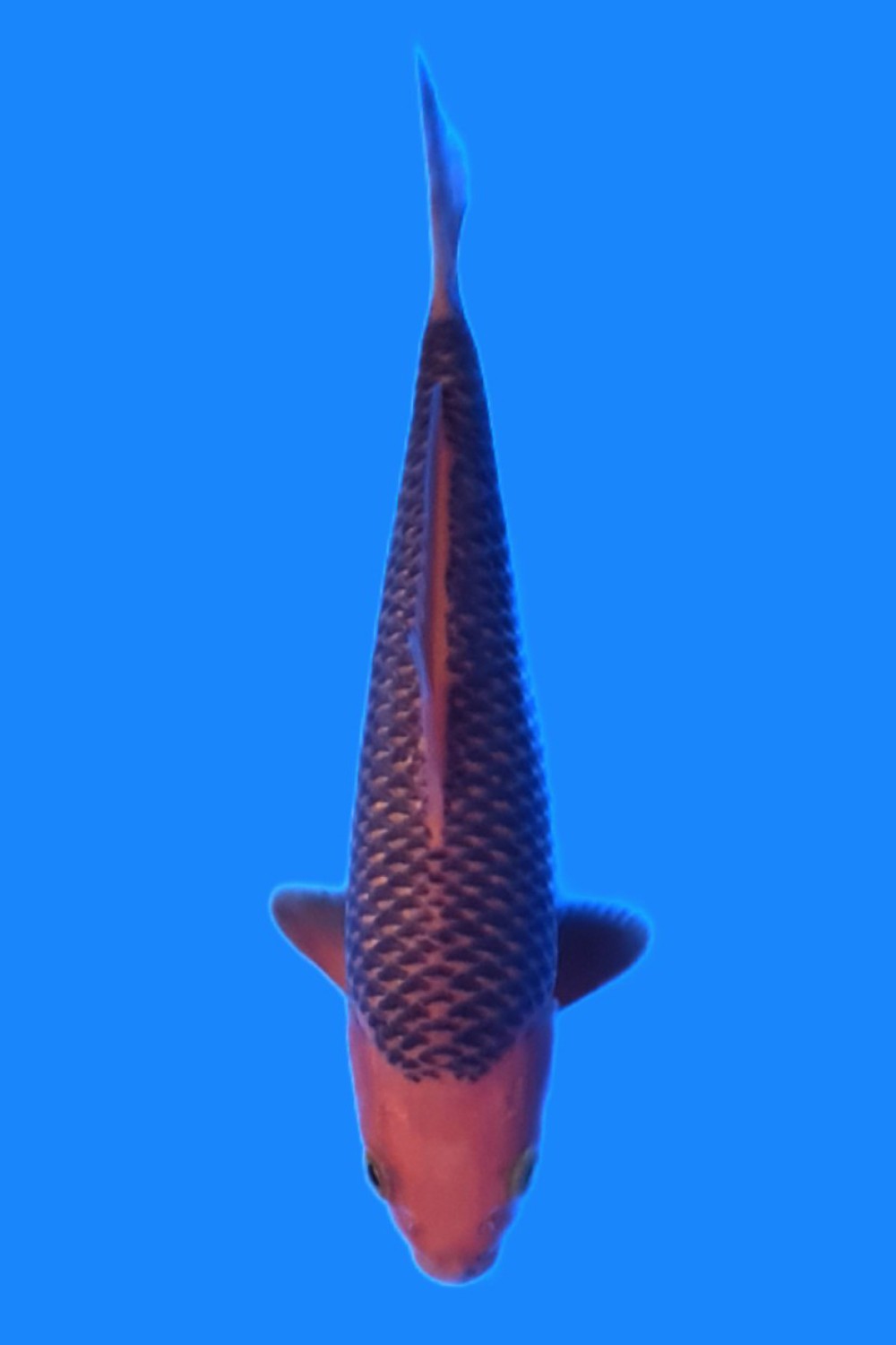 Juara 1