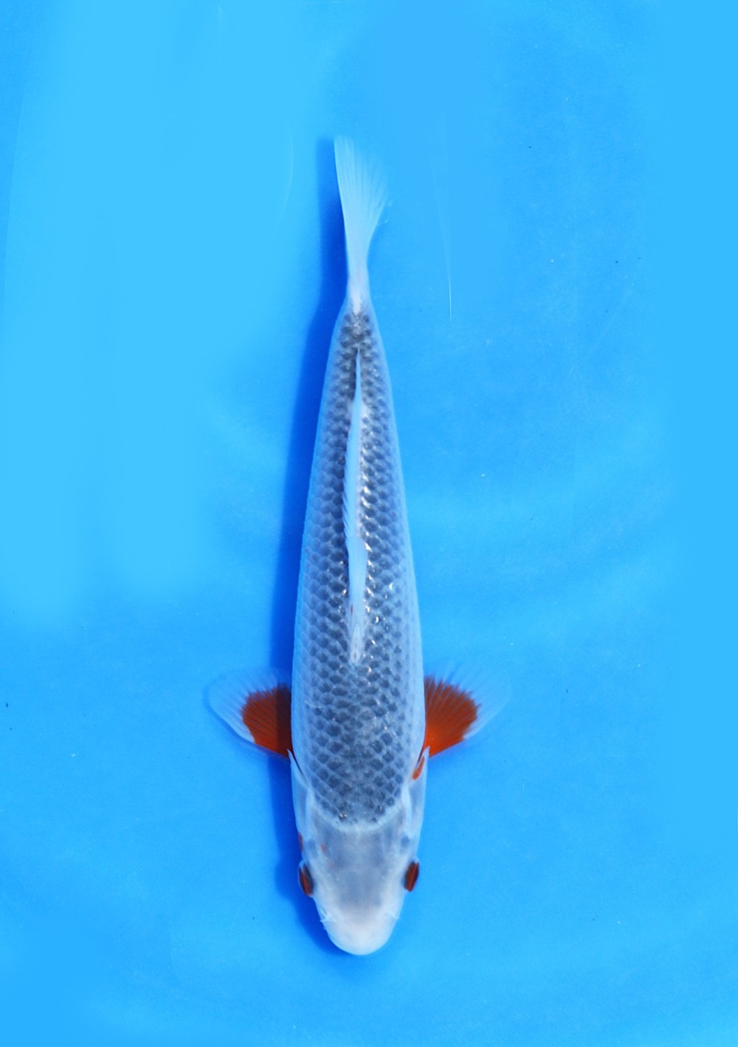 Juara 2