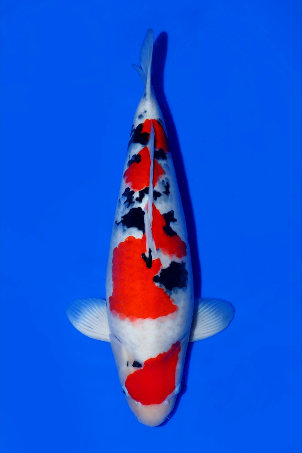 Best In Size A 56 - 60 cm