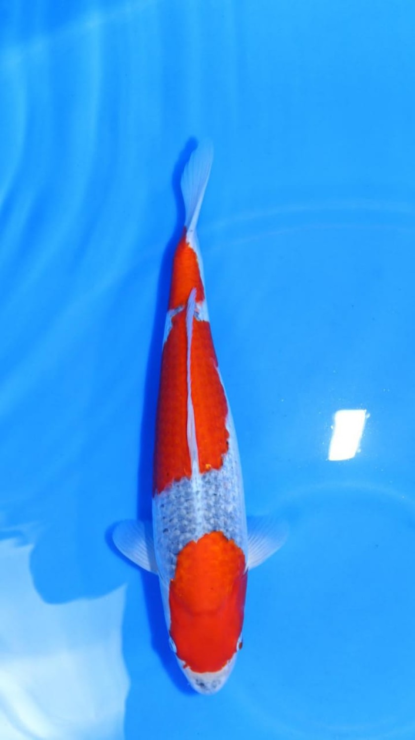 Juara 1