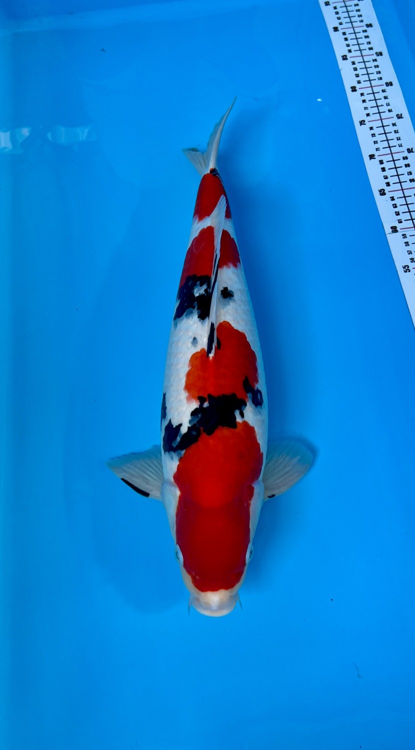 Juara 1