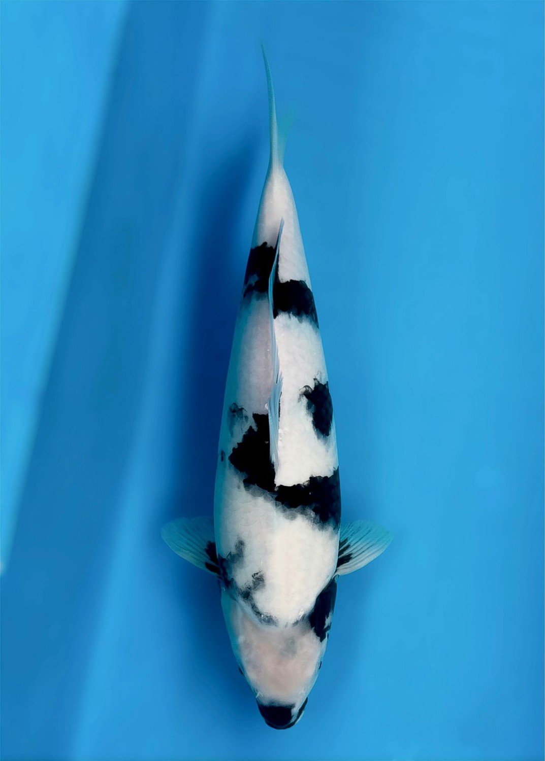 Juara 1