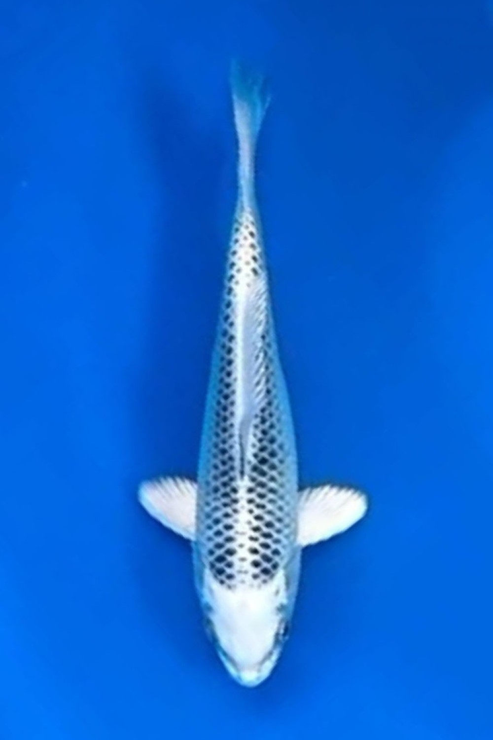 Juara 2
