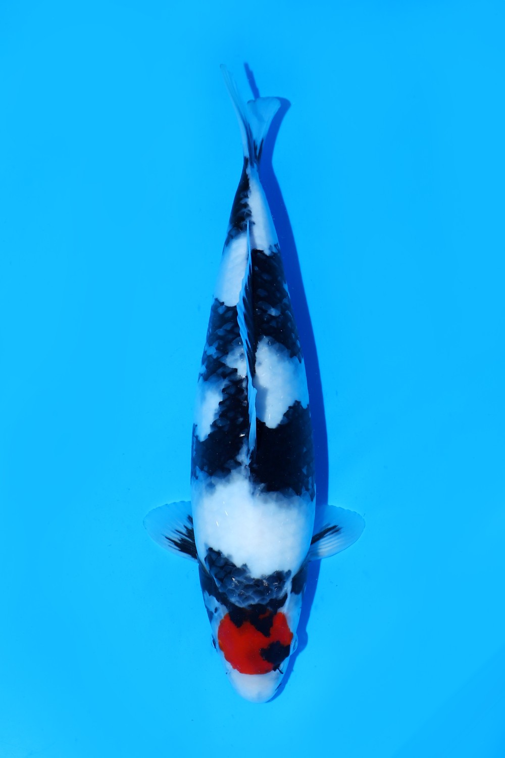 Juara 2