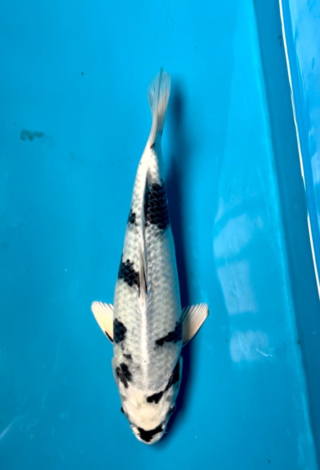 Juara 1