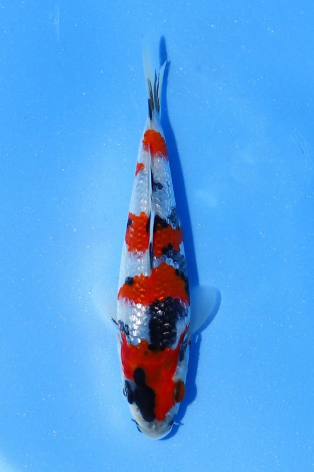 Best In Size F Up To 12 cm