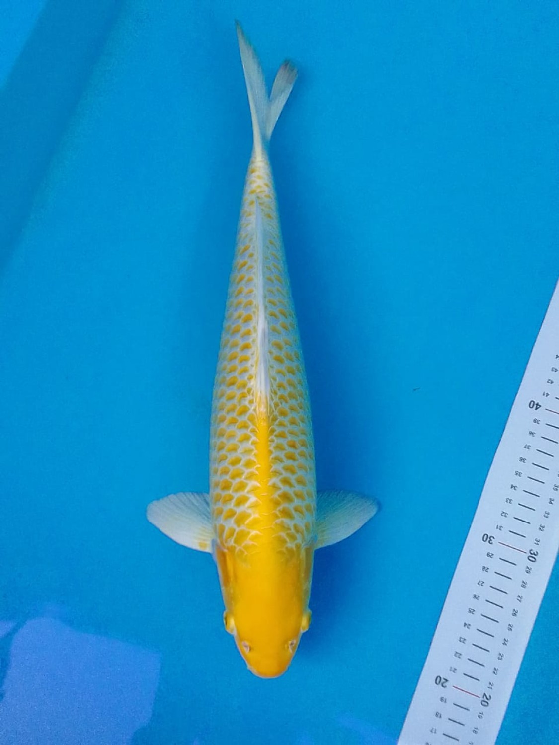 Juara 1