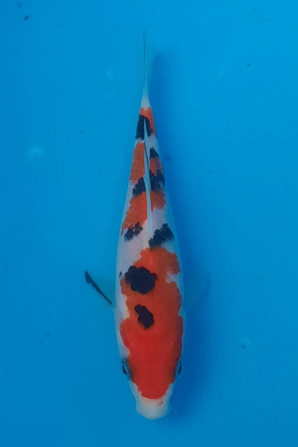 Juara 5