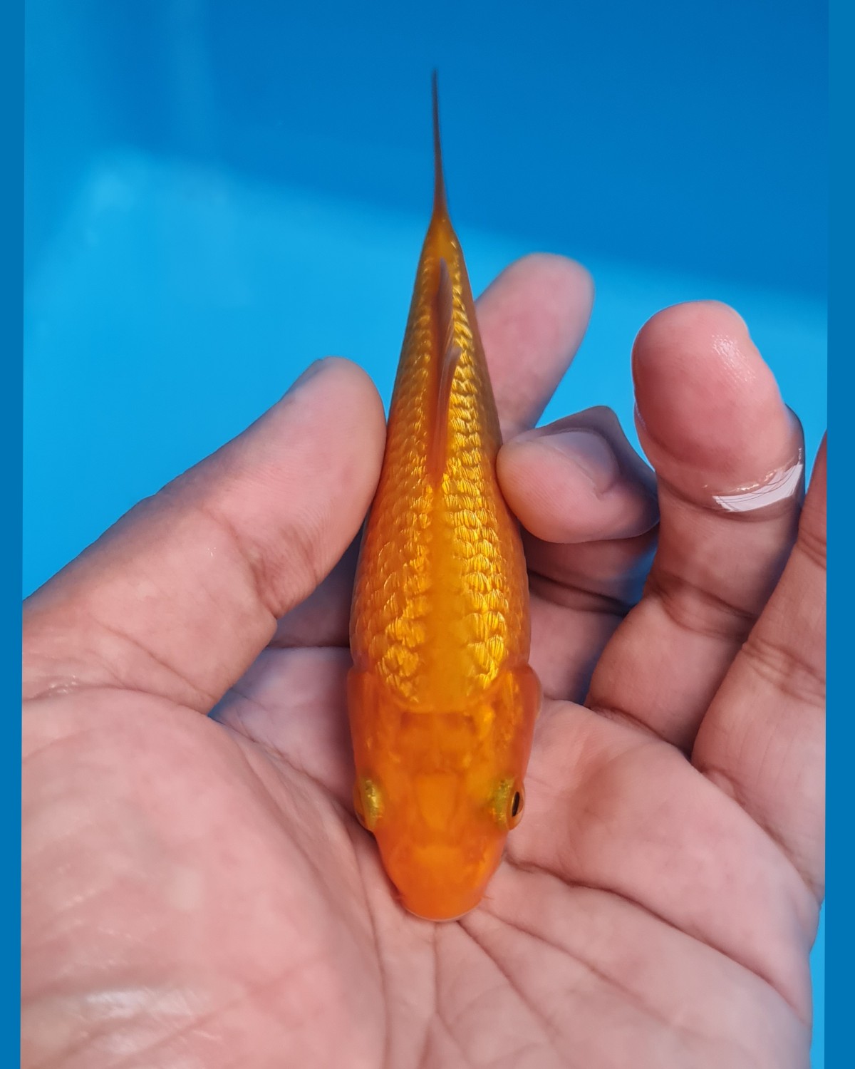 Best In Size E Up To 12 cm