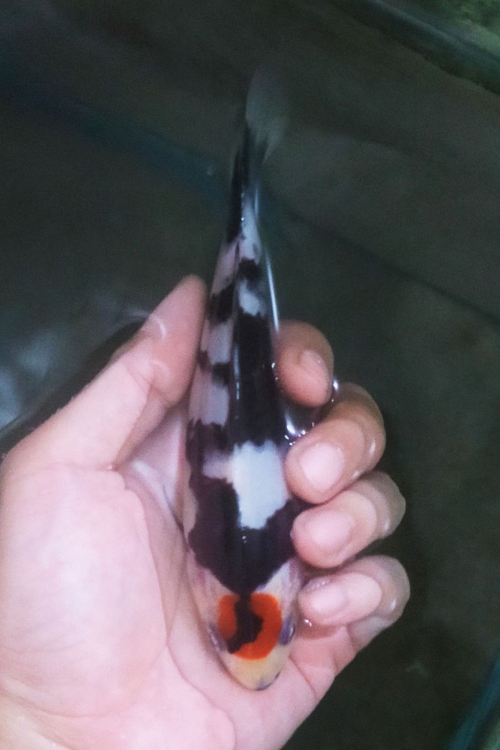Juara 1
