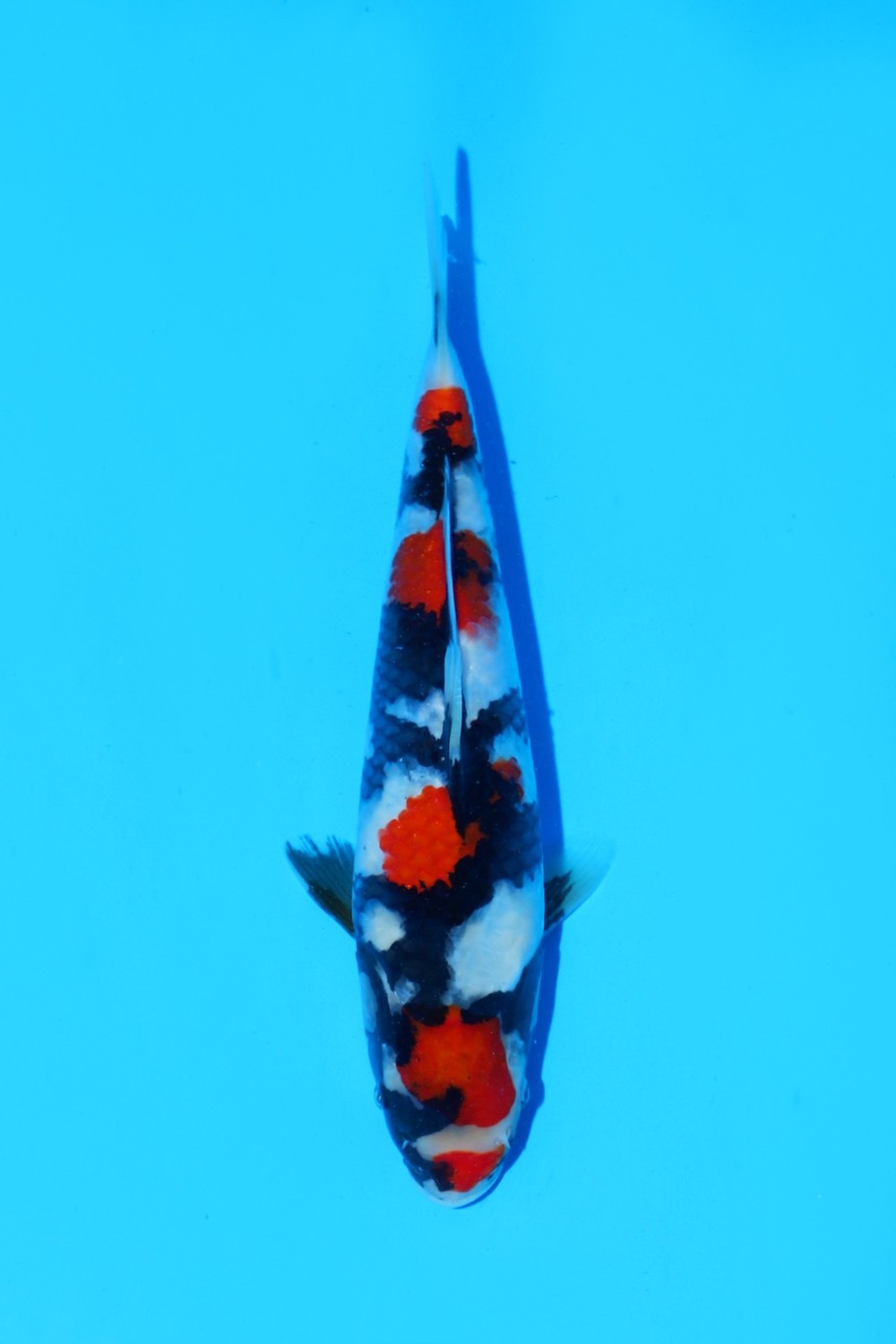 Juara 4