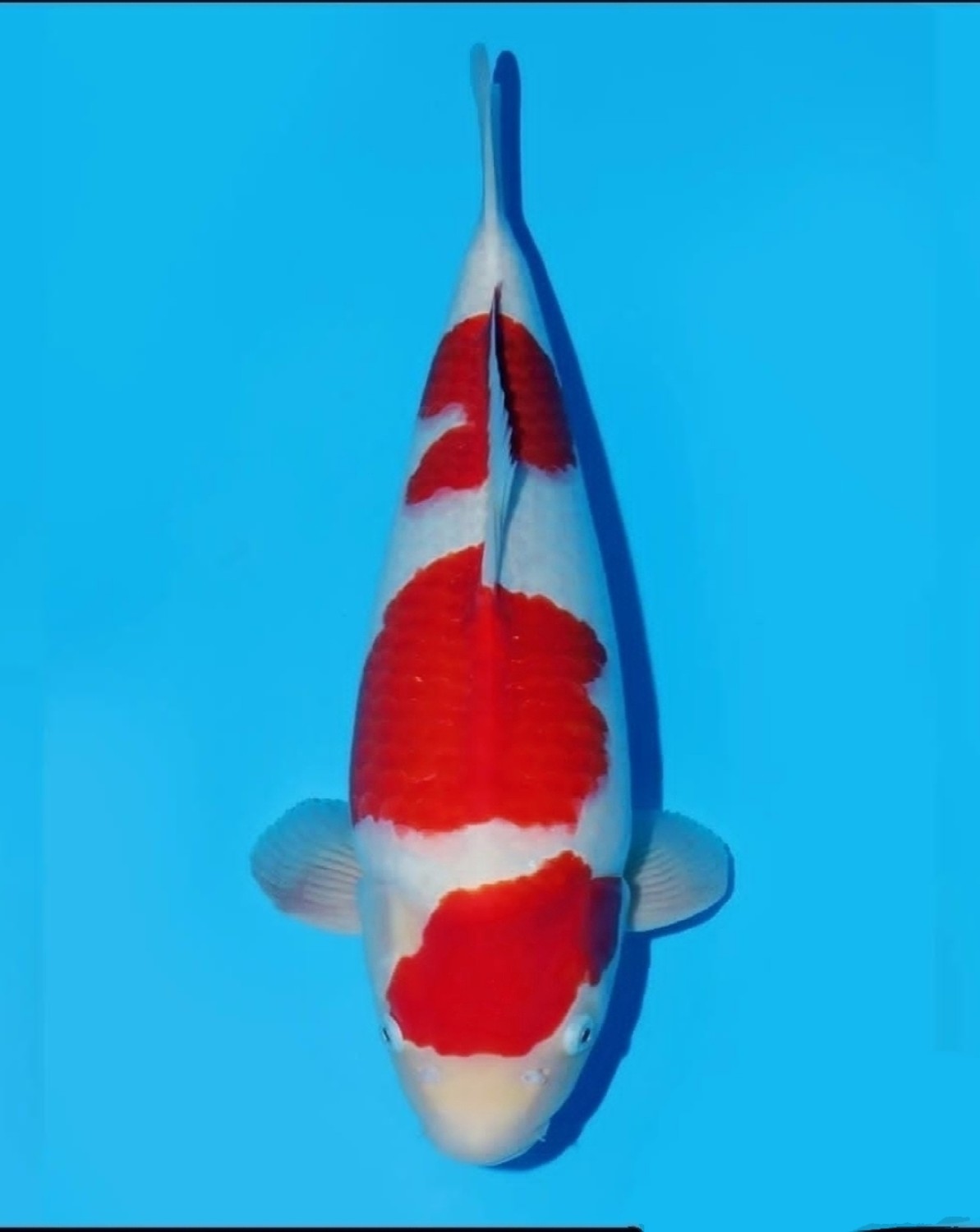 Juara 2
