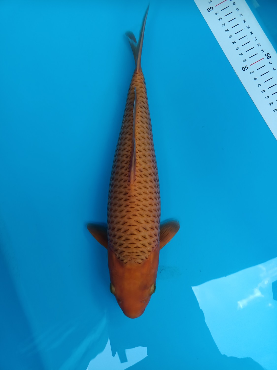 Juara 4