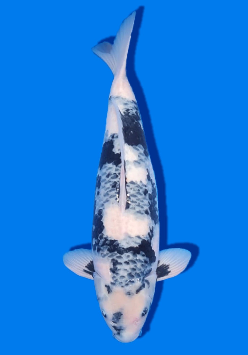 Best In Size F 61 - 65 cm