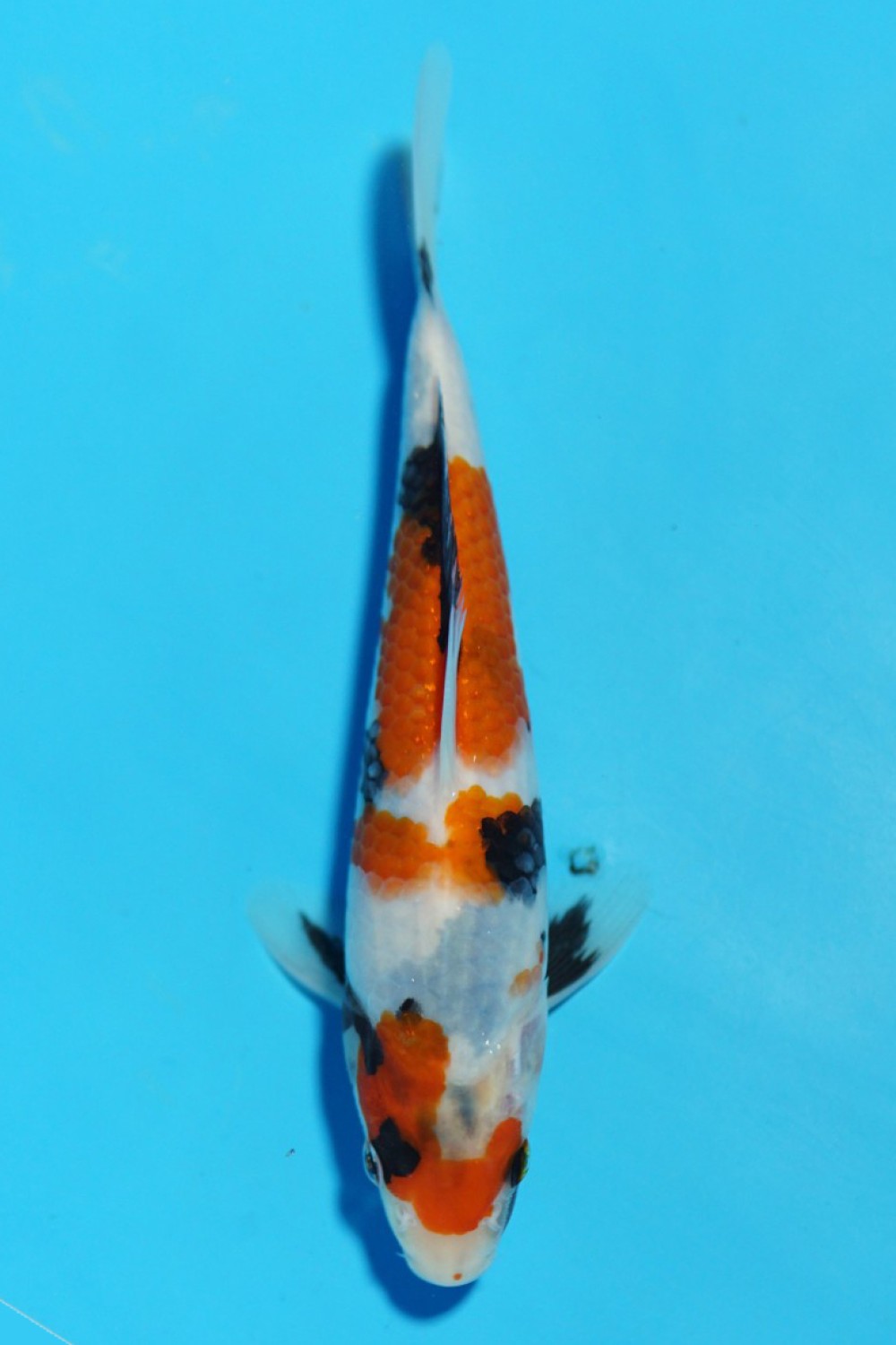 Juara 4