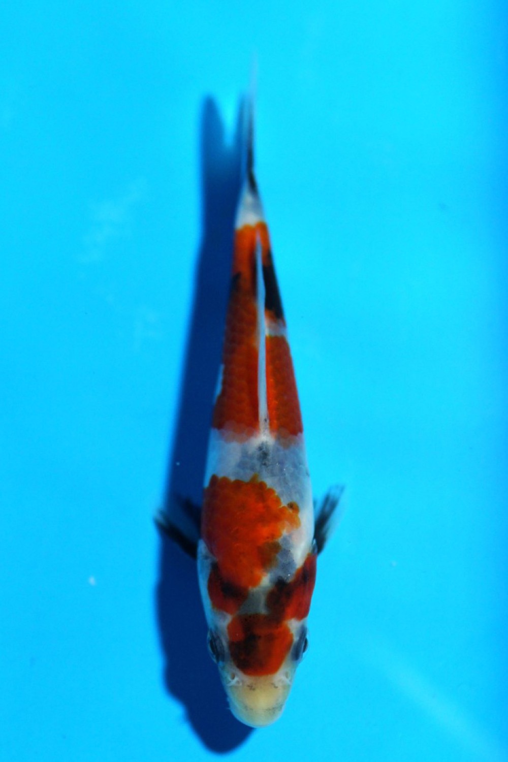 Juara 3