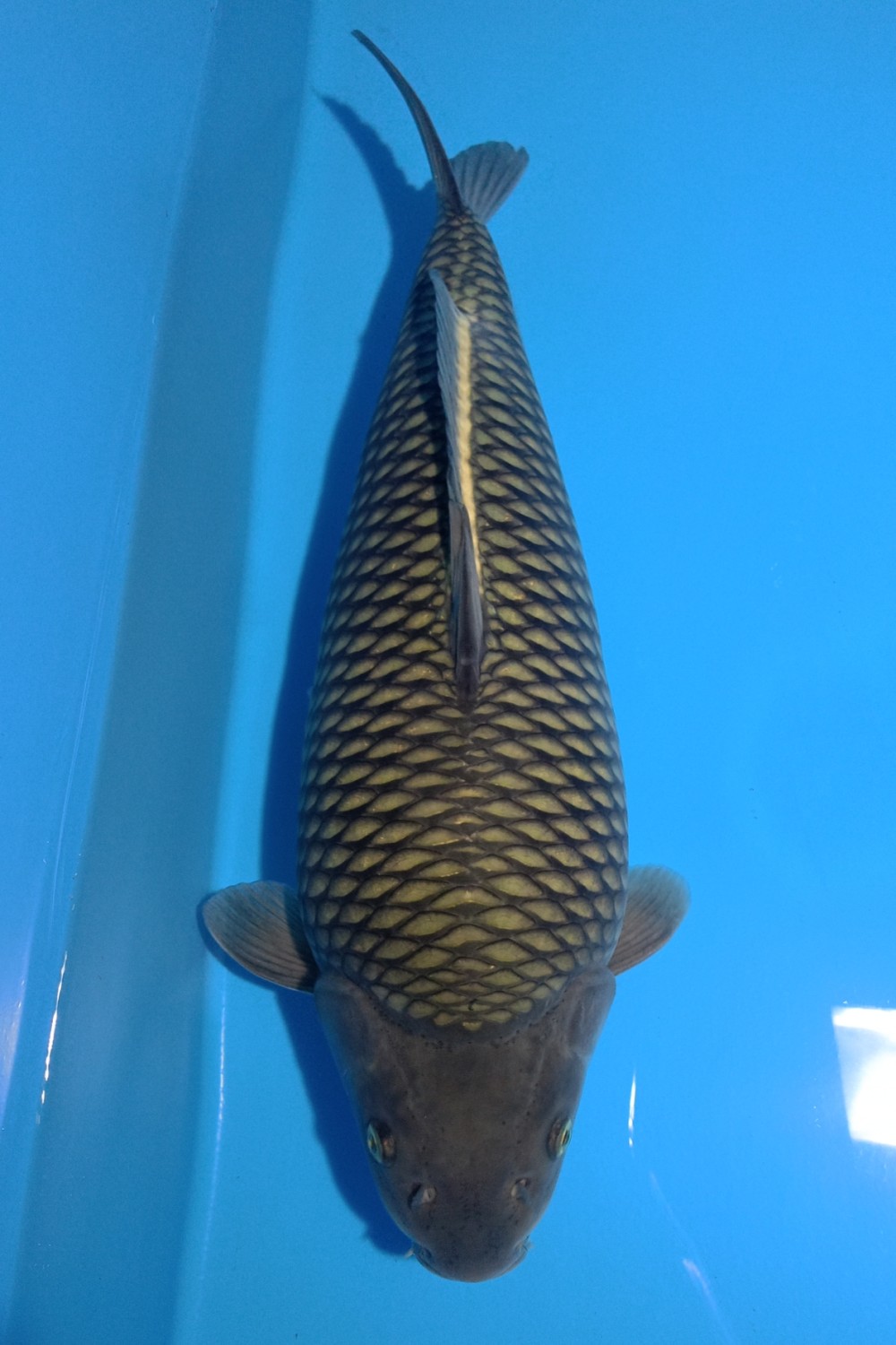 Juara 1