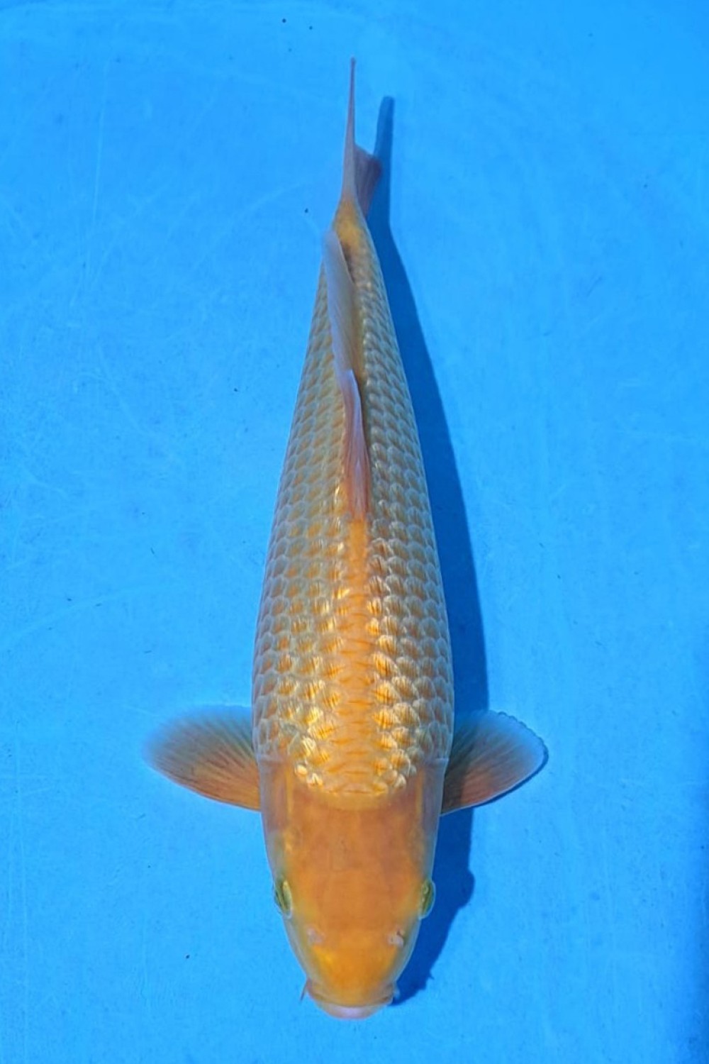 Juara 1